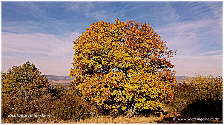 Bild des Monats von Yoga-Ingelheim in Ingelheim